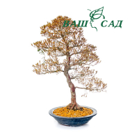 Азалія (Rhododendron yuki-no-hana) купить