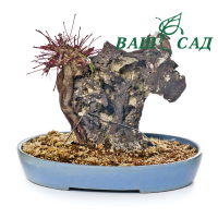 Бонсай Клен довгастий (Acer palmatum) купить