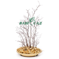 Бонсай Граб рідкоквітковий (Carpinus laxiflora) купить