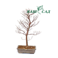 Стюартія японська (Stewartia pseudocamellia) купить