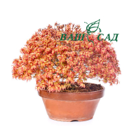 Бонсай Клен довговидний (Acer Palmatum Kiyohime) купить