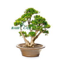 Бонсай Самшит (Buxus) купить