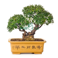 Сізігіум (Syzygium buxidium) купить