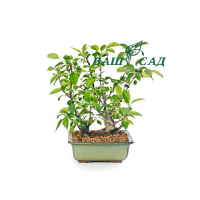 Яблуня китайська (Malus prunifolia) купить