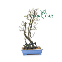 Хурма (Diospyros) купить