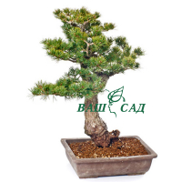 Сосна дрібноквіткова (Pinus parviflora kokonoe) купить