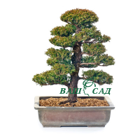 Криптомерія японська (Cryptomeria japonica) купить