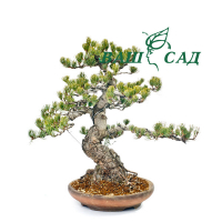 Сосна дрібноквіткова (Pinus parviflora) купить