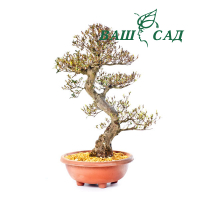 Азалія (Rhododendron korin) купить