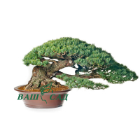 Сосна дрібноквіткова (Pinus parviflora) купить