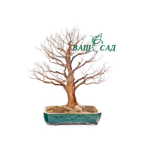 Стюартія японська (Stewartia pseudocamellia) купить