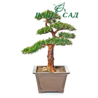 Ногоплідник (Podocarpus makii) купить