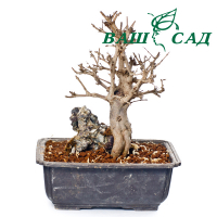 Гранат (Punica granatum) купить