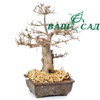 Клен трилопатевий (Acer burgerianum) купить