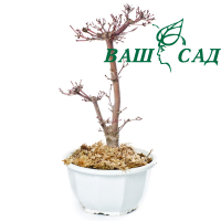 Клен довгастий (Acer palmatum deshojo) купить
