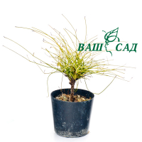 Нандіна домашня купить