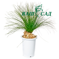 Сосна болотная (Pinus palustris) купить