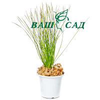 Сосна болотная (Pinus palustris) купить