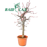 Яблуня Холла (Malus Halliana) купить