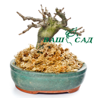 Бонсай Яблуня вишневидна (Malus cerasifera) купить