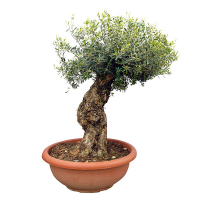 Оліва європейська бонсай купить