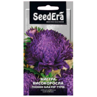 Астра високоросла Піонен Блауер Турм 0.25г купить
