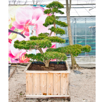 Бонсай Тіс (Тісc) куспідата купить