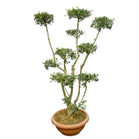 Бонсай Олива европейская купить