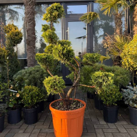 Бонсай Кіпарисовик Лейланда Голд Райдер купить