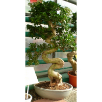 Фикус микрокарпа Гинсенг купить