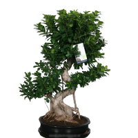 Фикус микрокарпа Гинсенг купить