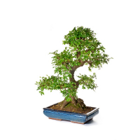 Бонсай купить