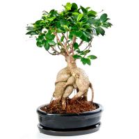 Бонсай фікус мікрокарпа купить