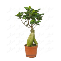 Бонсай фикус микрокарпа Гинсенг купить