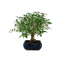 Бонсай (Bonsai serrissa) купить