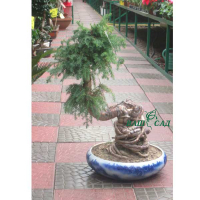 Бонсай Араукарія Каннінгема купить