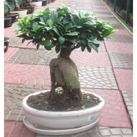 Бонсай фикус микрокарпа Гинсенг купить