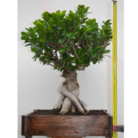 Бонсай Фікус мікрокарпа 