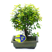 Бонсай микс купить