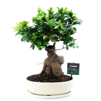 Бонсай фикус микрокарпа Гинсенг купить