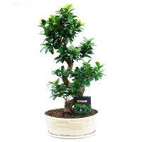 Бонсай фикус микрокарпа Гинсенг купить