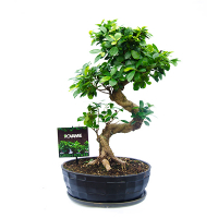 Бонсай фикус микрокарпа Гинсенг купить