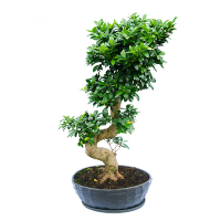 Бонсай фикус микрокарпа Гинсенг купить