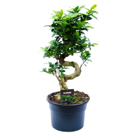 Бонсай фікус мікрокарпа Гінсенг купить