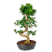 Бонсай фікус мікрокарпа Гінсенг купить