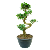 Бонсай фікус мікрокарпа Гінсенг купить