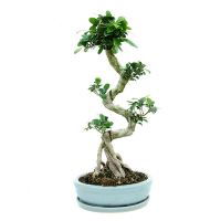 Бонсай фикус микрокарпа Гинсенг купить