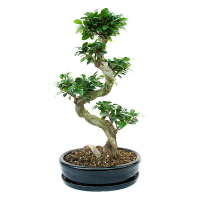 Бонсай фікус мікрокарпа Гінсенг купить