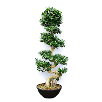 Бонсай фикус микрокарпа Гинсенг купить