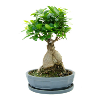 Бонсай фикус микрокарпа Гинсенг купить